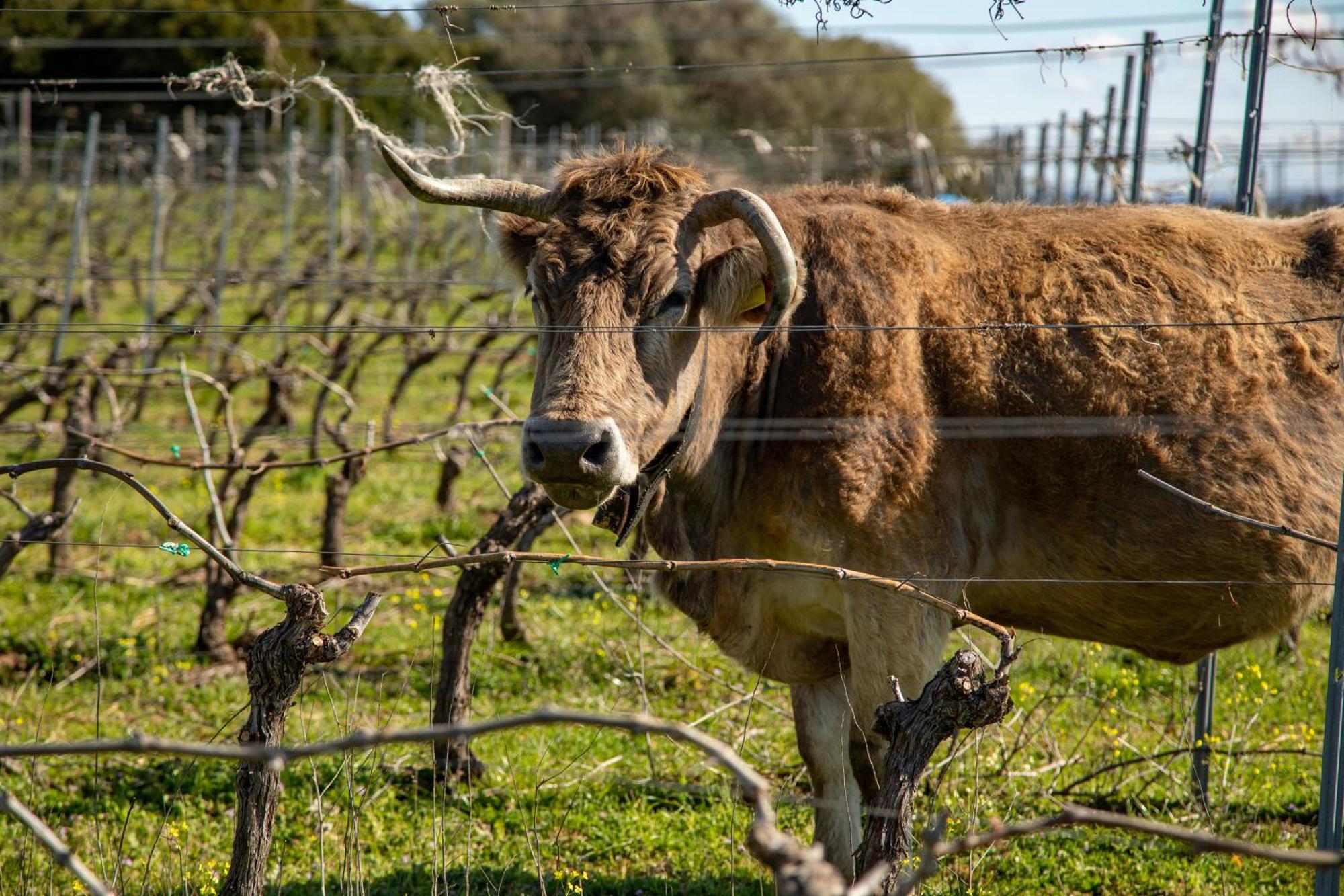 Cantina&Agriturismo Canu Villa Luogosanto Ngoại thất bức ảnh